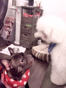 写真 3 - コピー