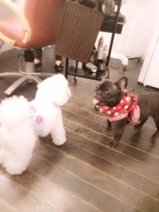 写真 1 - コピー